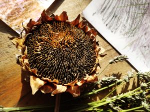 Lire la suite à propos de l’article 16 septembre 2019 : Atelier “Brins d’herbes”