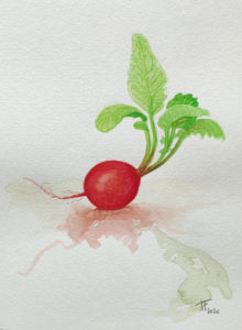 Lire la suite à propos de l’article Etude d’un radis à l’aquarelle
